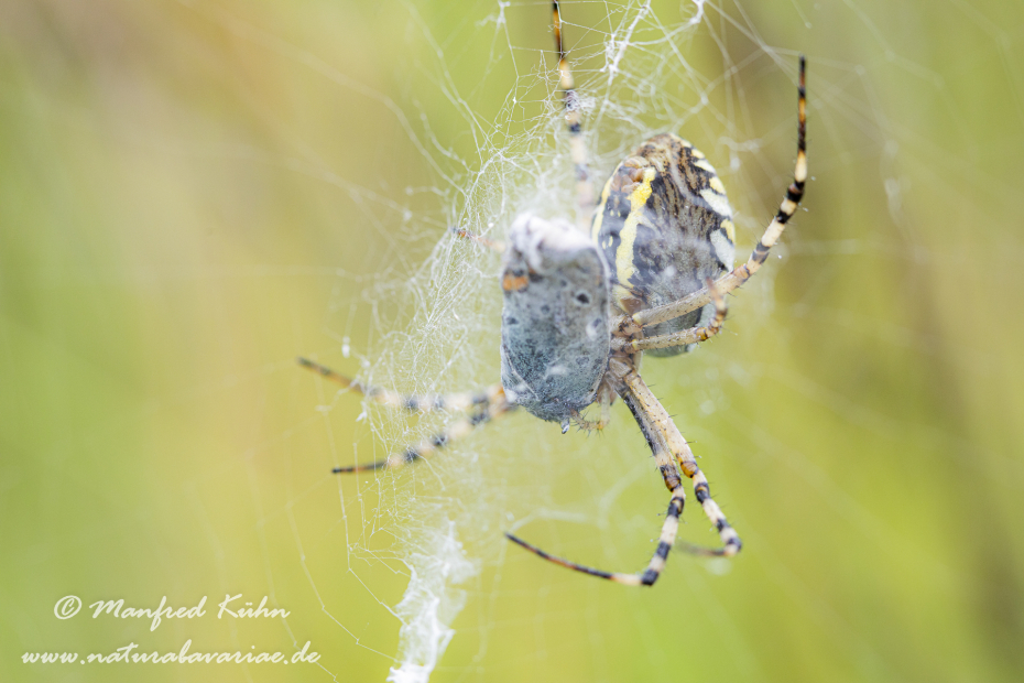 Wespenspinne ()_0054