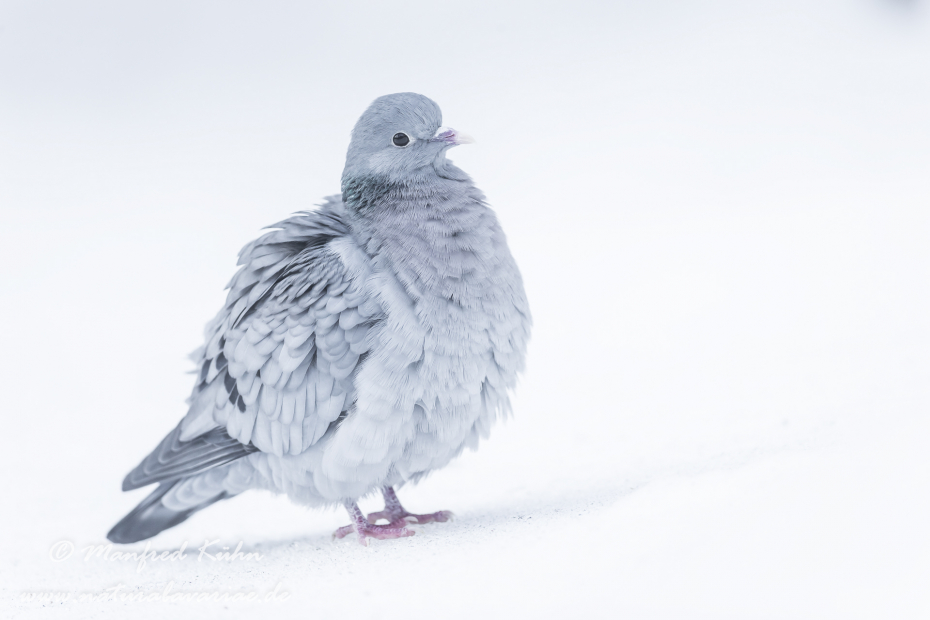 Hohltaube ()_0019