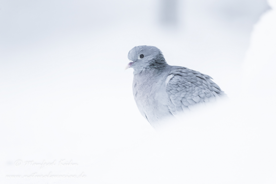 Hohltaube ()_0021