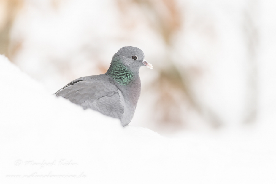 Hohltaube ()_0026