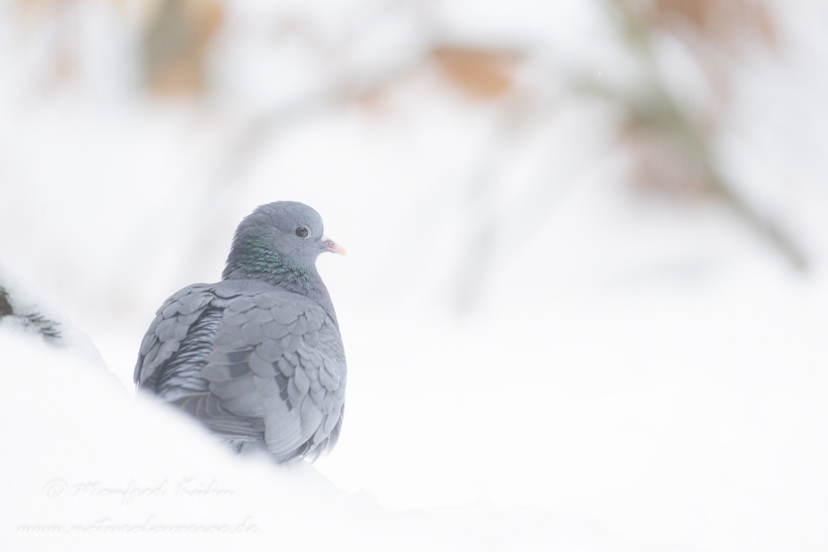 Hohltaube ()_0029