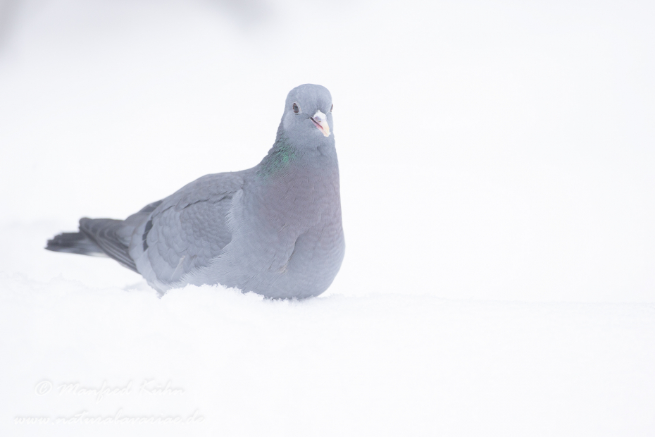 Hohltaube ()_0032