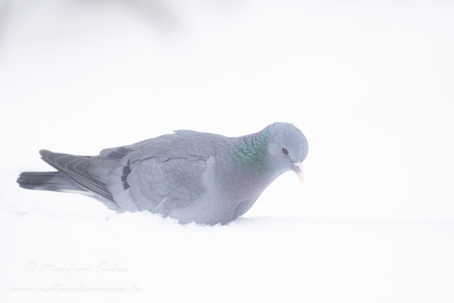Hohltaube ()_0034