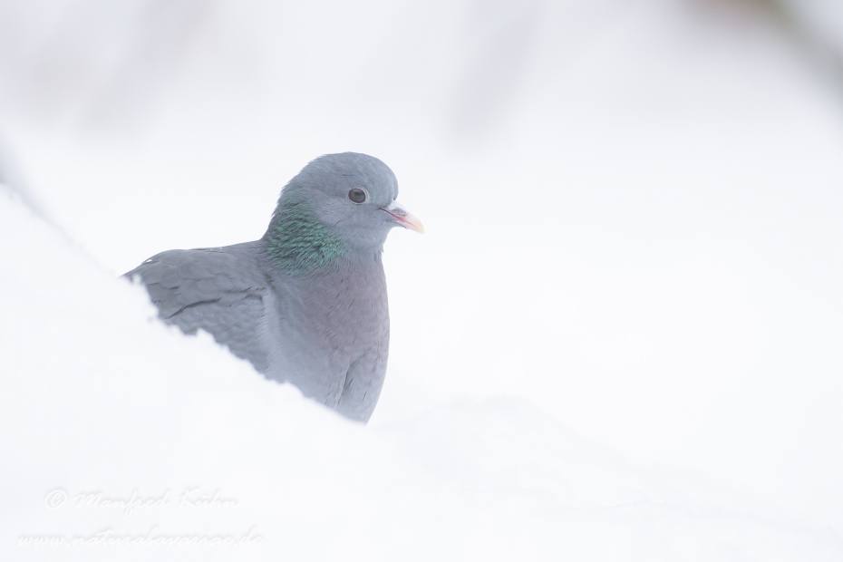 Hohltaube ()_0040