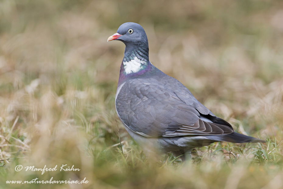 Ringeltaube ()_0026