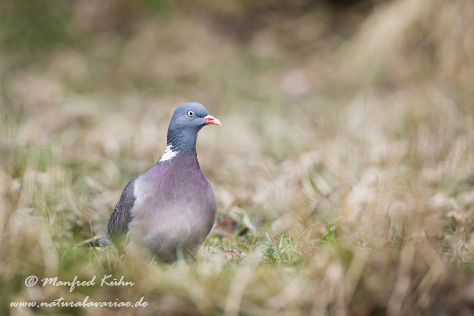 Ringeltaube ()_0027