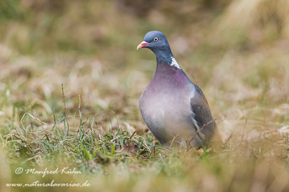 Ringeltaube ()_0028