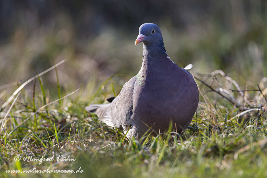 Ringeltaube ()_0044