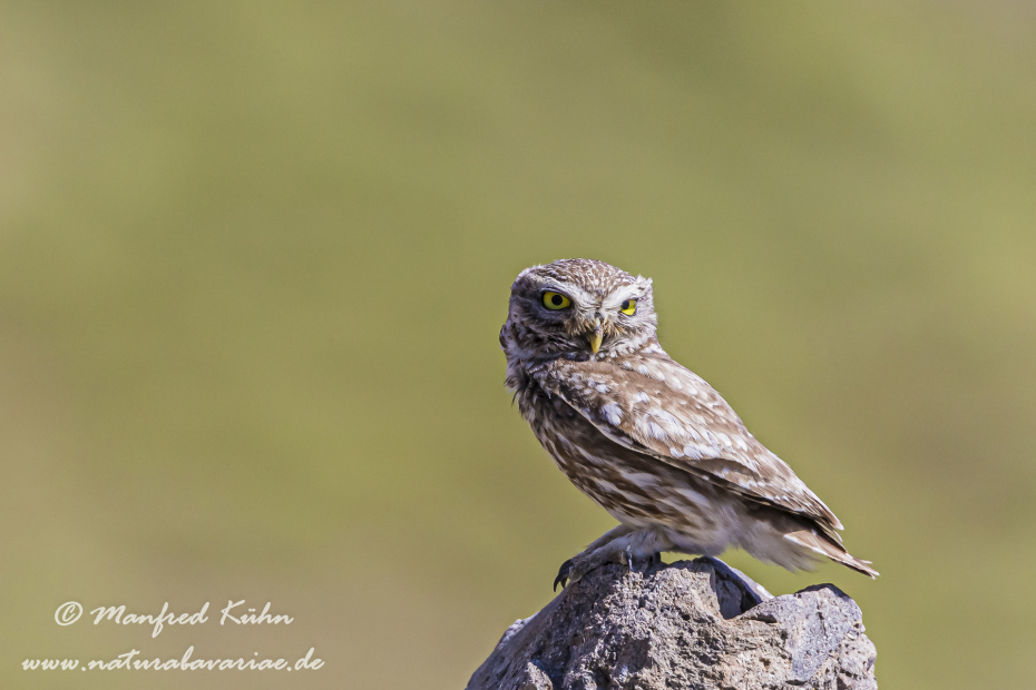 Steinkauz ()_0012