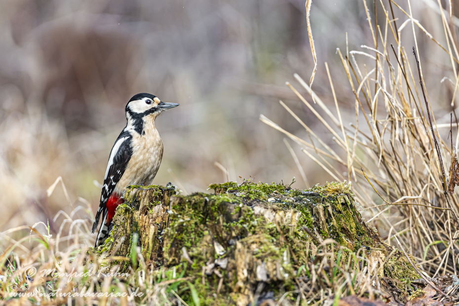 Buntspecht ()_0018