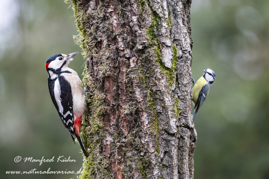 Buntspecht ()_0085