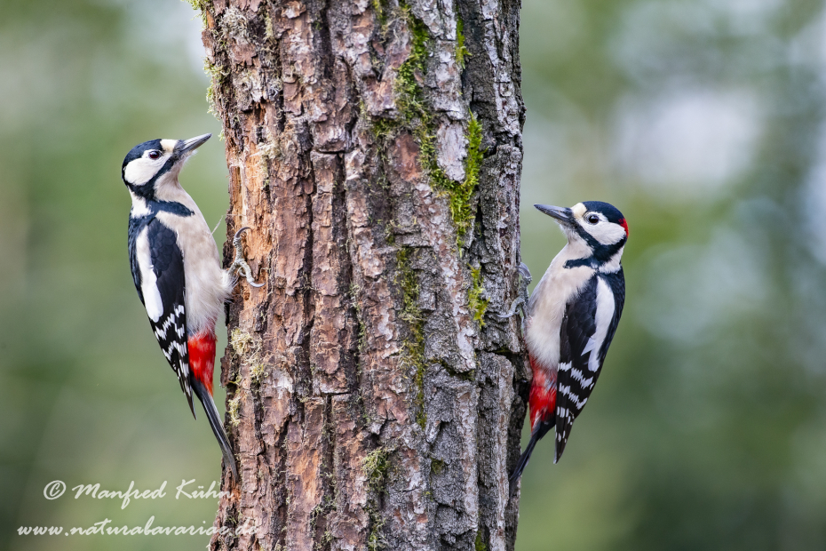 Buntspecht ()_0105