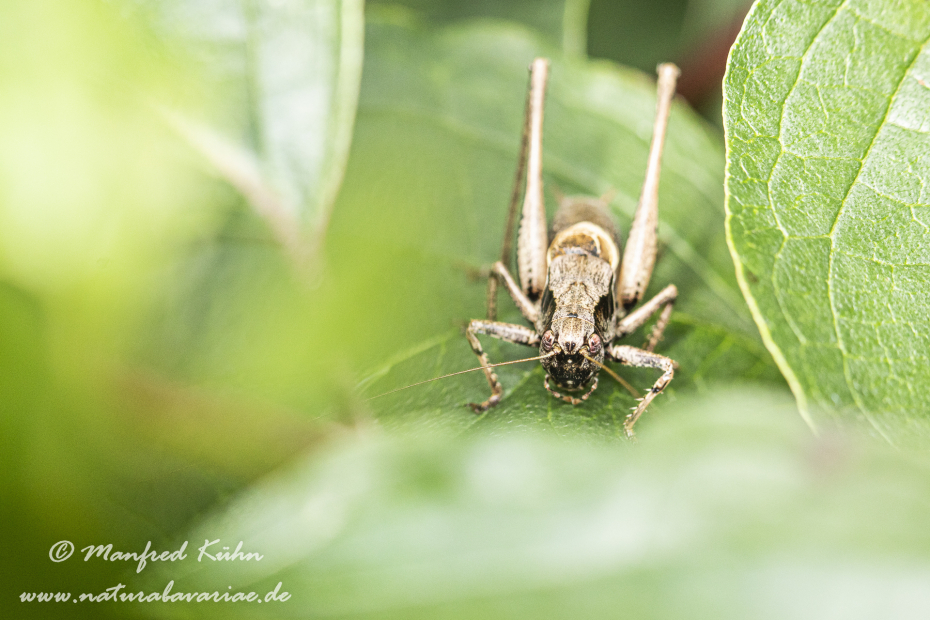 Strauchschrecke (Gemeine)_0004