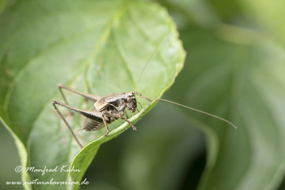 Strauchschrecke (Gemeine)_0006