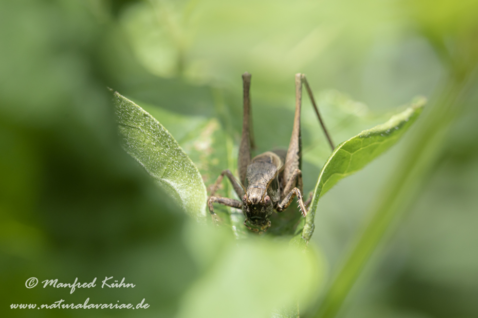 Strauchschrecke (Gemeine)_0009