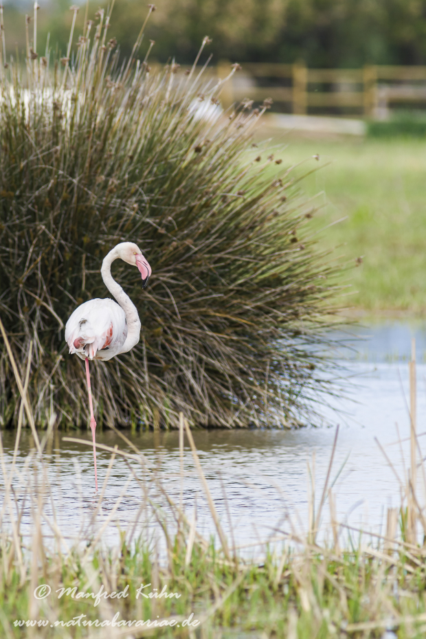 Flamingo (rosa)_0070