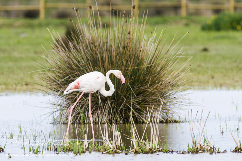 Flamingo (rosa)_0072