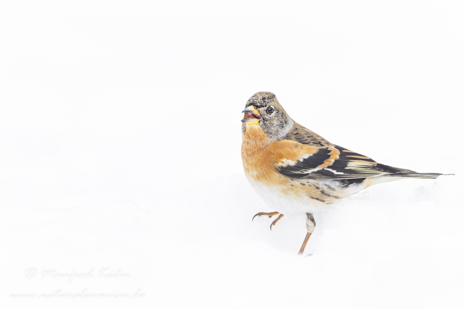 Bergfink ()_0034