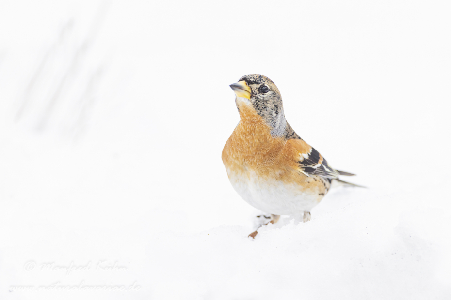 Bergfink ()_0036