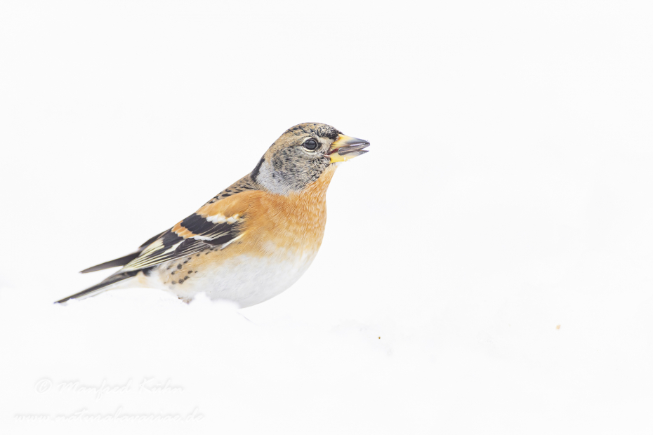 Bergfink ()_0037