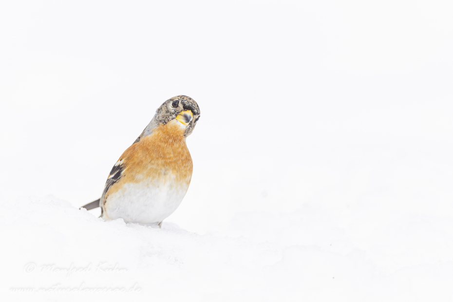 Bergfink ()_0038