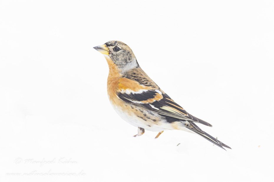 Bergfink ()_0040