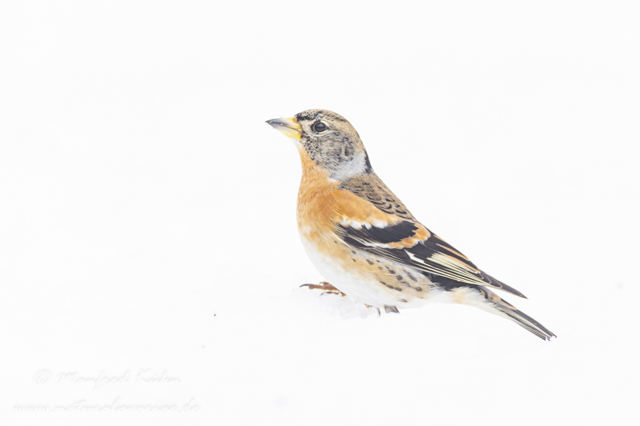 Bergfink ()_0046