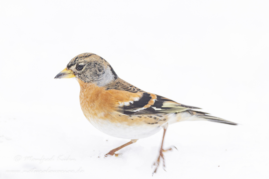 Bergfink ()_0048