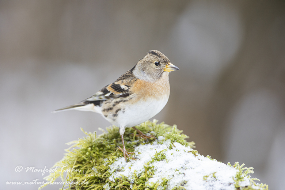 Bergfink ()_0060
