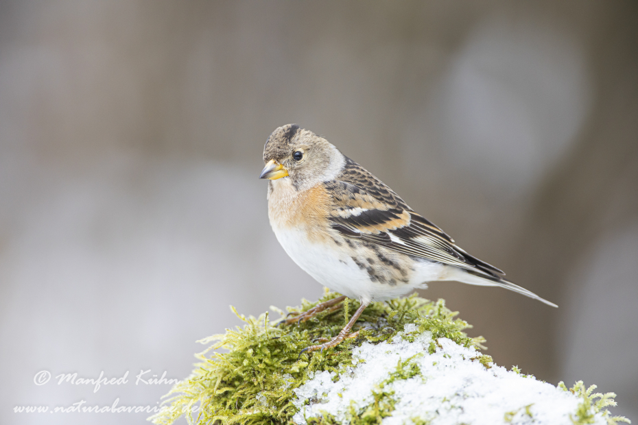 Bergfink ()_0063