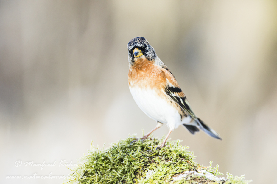 Bergfink ()_0080