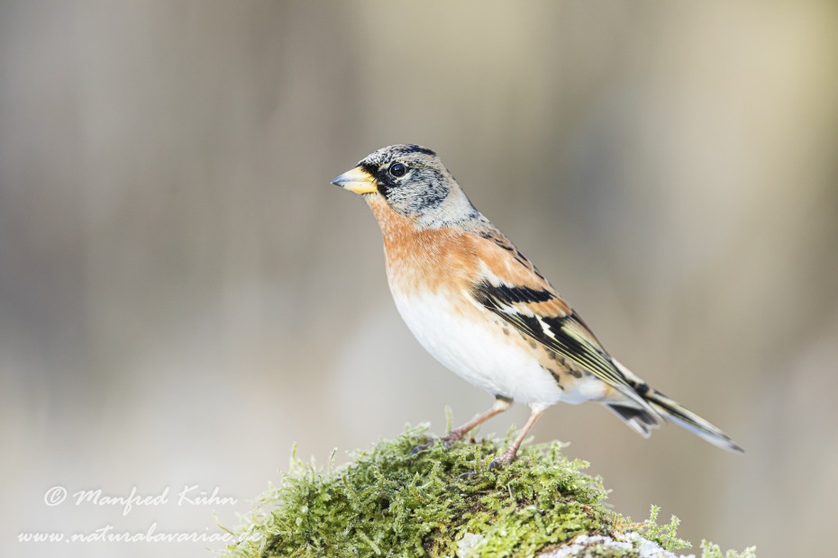 Bergfink ()_0081