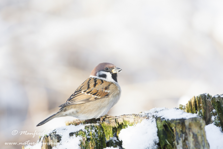 Feldsperling ()_0012