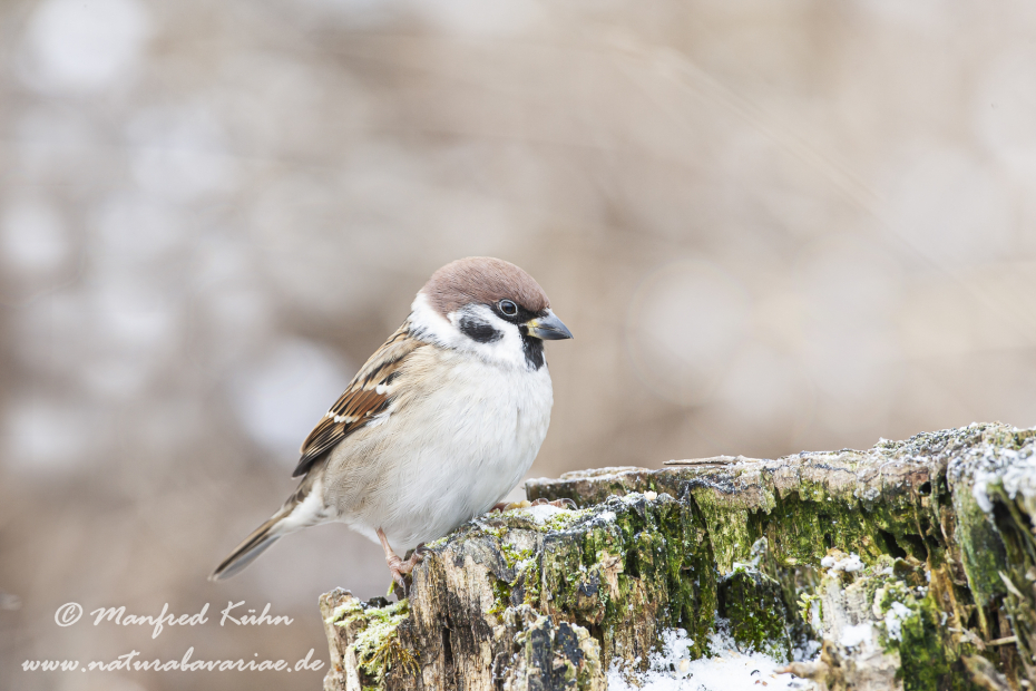 Feldsperling ()_0034