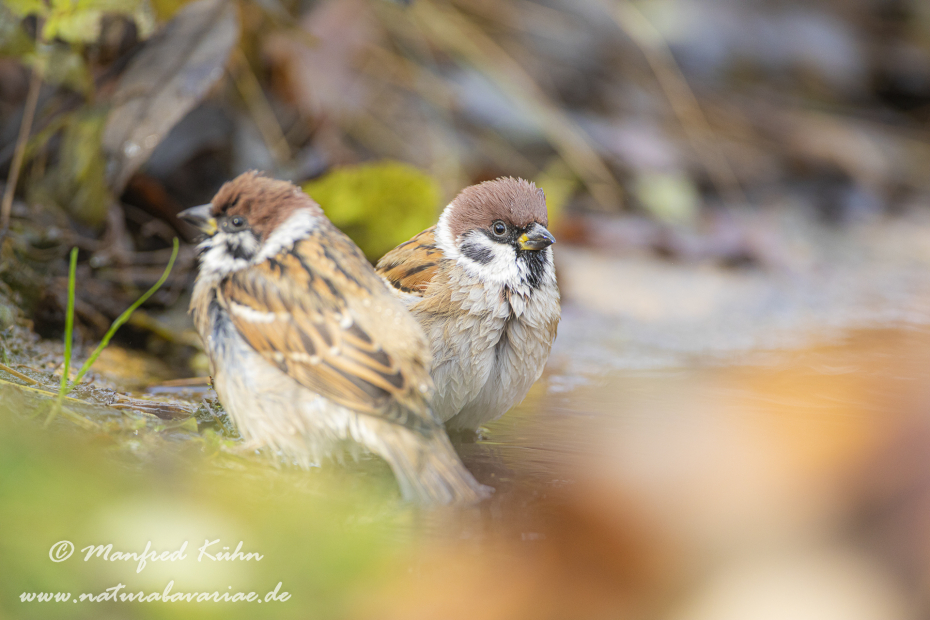 Feldsperling ()_0041