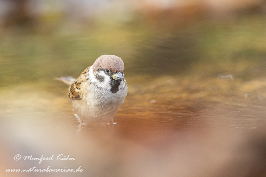 Feldsperling ()_0043