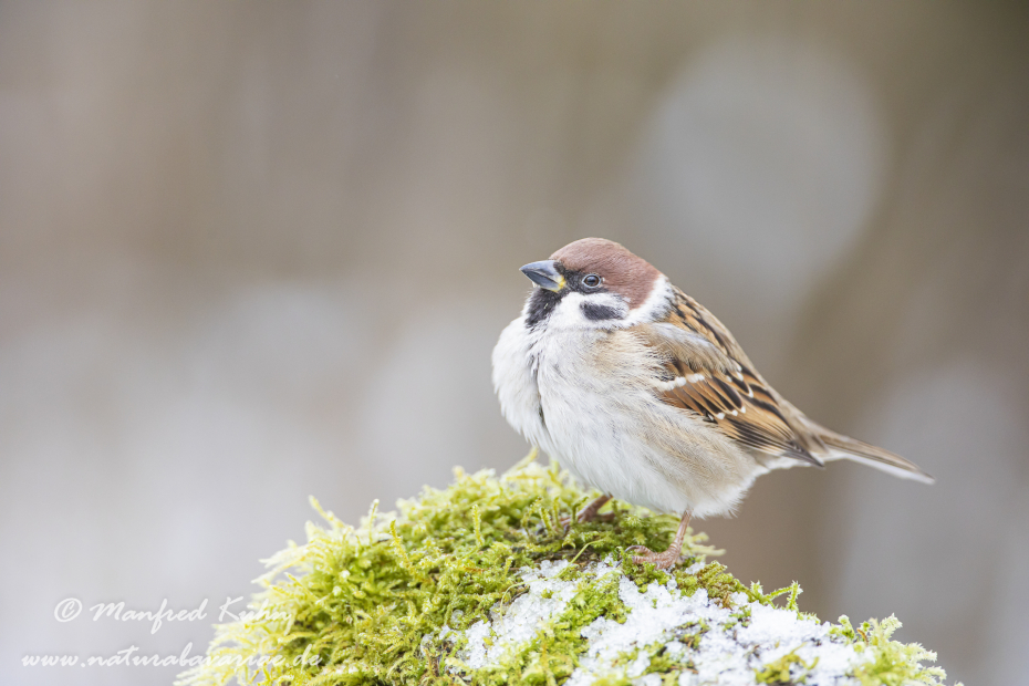 Feldsperling ()_0058