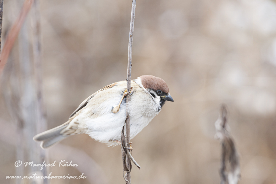 Feldsperling ()_0060