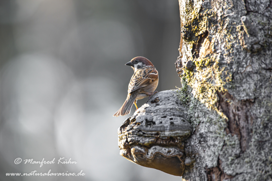 Feldsperling ()_0086