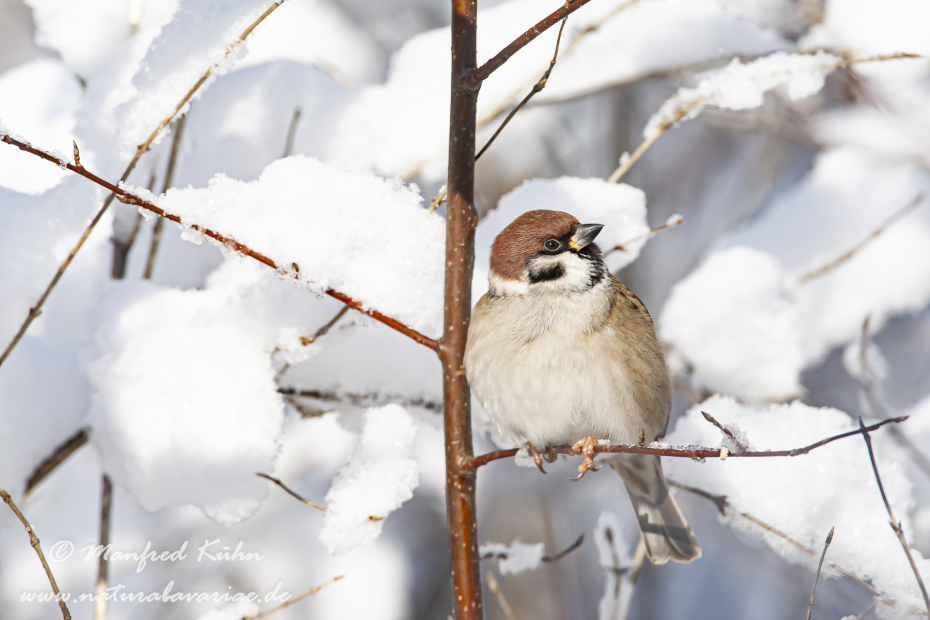 Feldsperling ()_0119
