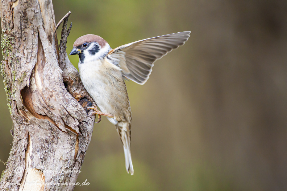 Feldsperling ()_0121