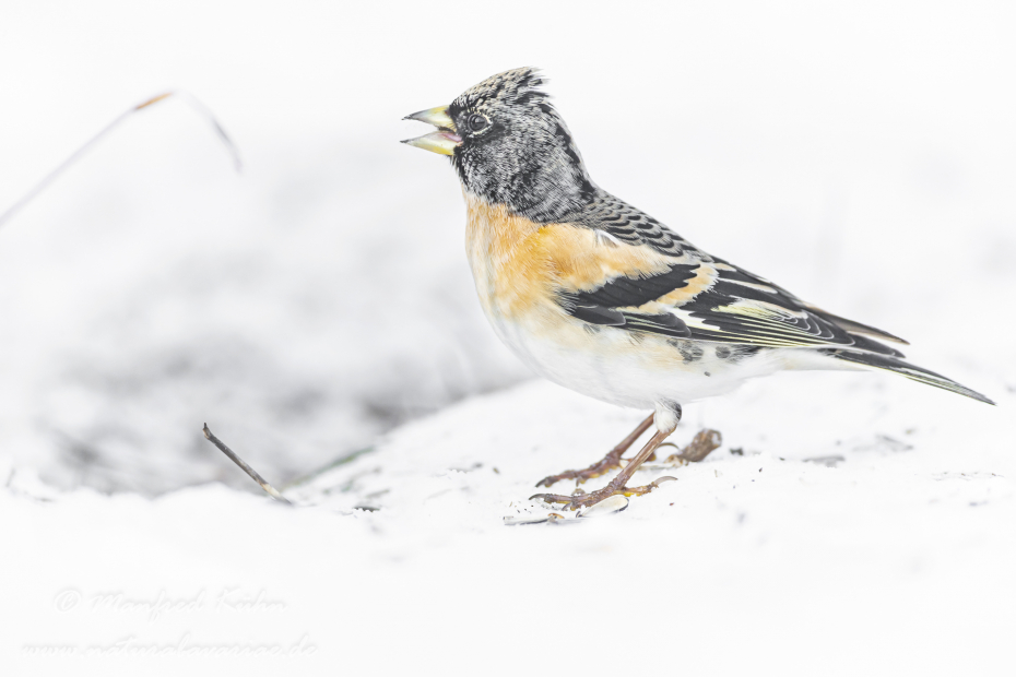 Bergfink ()_0022