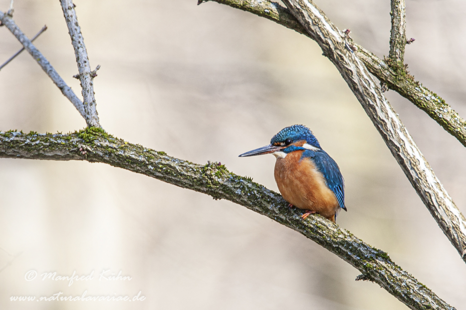 Eisvogel ()_0005