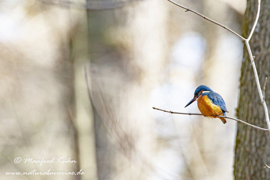 Eisvogel ()_0008