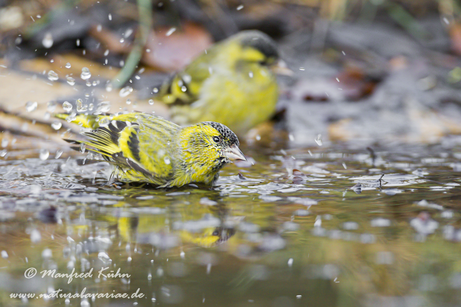 Erlenzeisig ()_0035