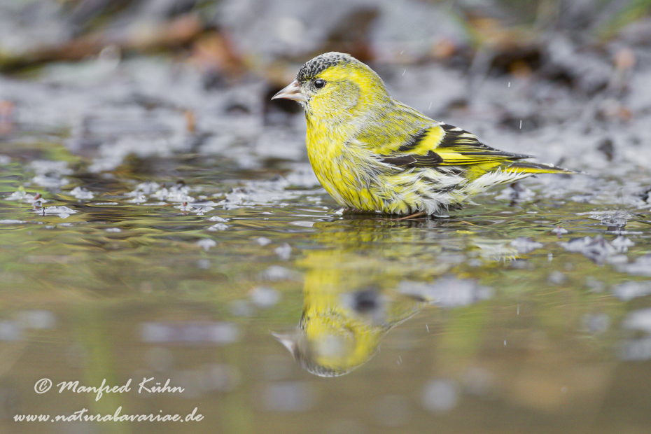 Erlenzeisig ()_0036