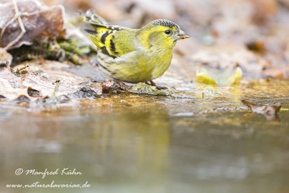 Erlenzeisig ()_0039
