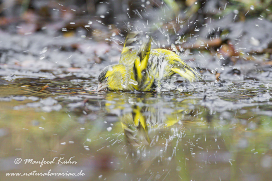 Erlenzeisig ()_0042