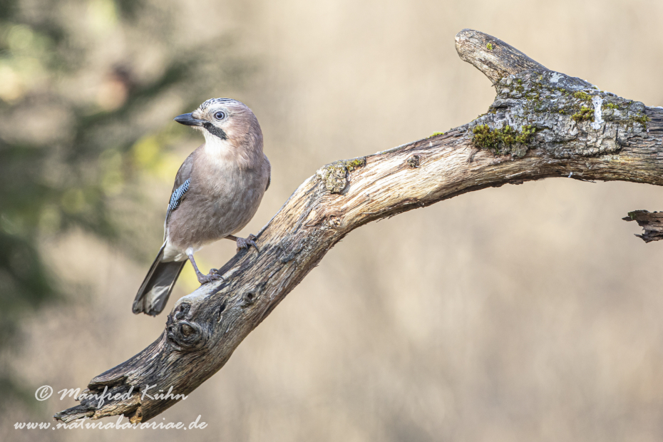 Eichelhäher ()_0068