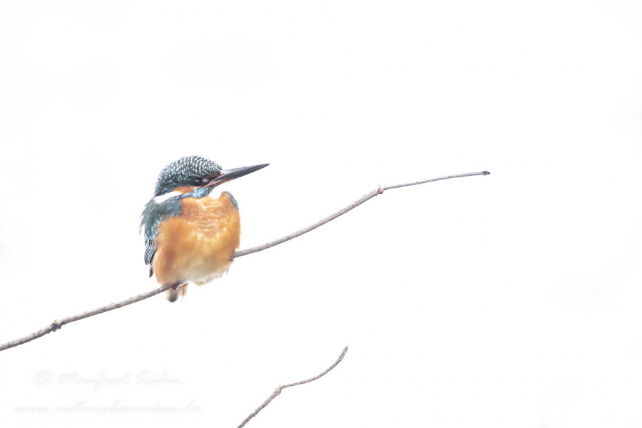 Eisvogel ()_0028